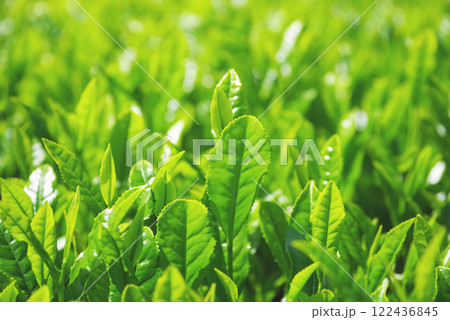 新茶畑・伊勢茶・すいざわ茶《三重県四日市市水沢町》 新茶畑・伊勢茶・すいざわ茶《三重県四日市市水沢町》 122436845