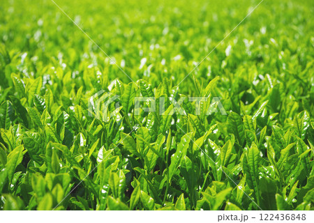 新茶畑・伊勢茶・すいざわ茶《三重県四日市市水沢町》 新茶畑・伊勢茶・すいざわ茶《三重県四日市市水沢町》 122436848