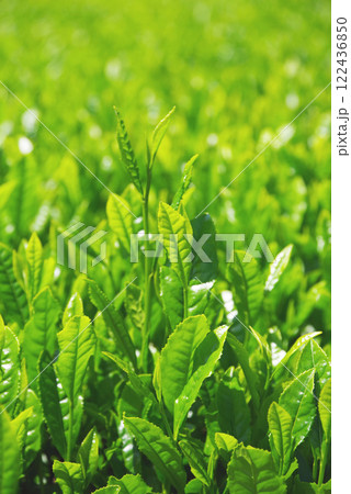 新茶畑・伊勢茶・すいざわ茶《三重県四日市市水沢町》 新茶畑・伊勢茶・すいざわ茶《三重県四日市市水沢町》 122436850