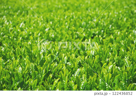 新茶畑・伊勢茶・すいざわ茶《三重県四日市市水沢町》 122436852