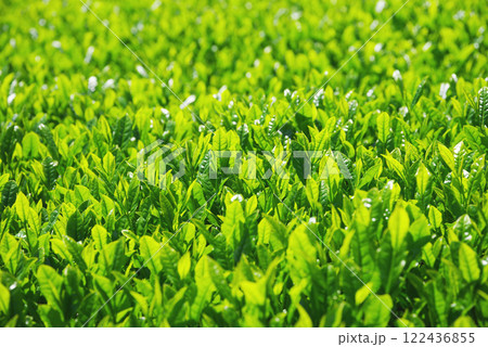 新茶畑・伊勢茶・すいざわ茶《三重県四日市市水沢町》 122436855