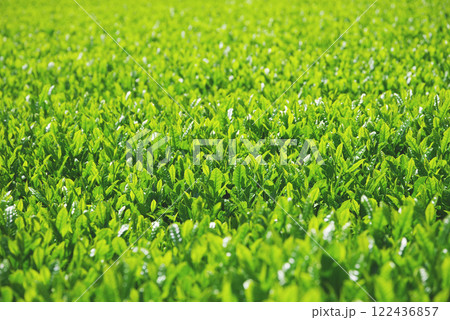 新茶畑・伊勢茶・すいざわ茶《三重県四日市市水沢町》 新茶畑・伊勢茶・すいざわ茶《三重県四日市市水沢町》 122436857