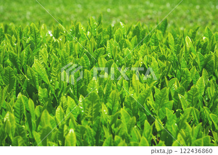 新茶畑・伊勢茶・すいざわ茶《三重県四日市市水沢町》 122436860