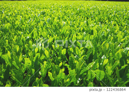 新茶畑・伊勢茶・すいざわ茶《三重県四日市市水沢町》 新茶畑・伊勢茶・すいざわ茶《三重県四日市市水沢町》 122436864