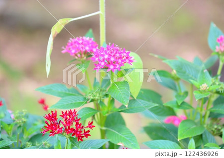 可愛い　ペンタスの花 122436926