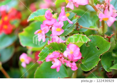 ベゴニアの花 ベゴニアの花 122436929
