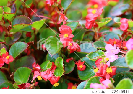 ベゴニアの花 122436931