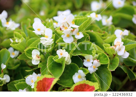 ベゴニアの花 122436932
