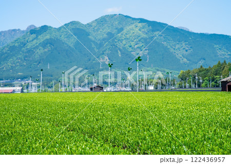 【新茶の香り】伊勢茶の産地「水沢」の新茶畑 122436957
