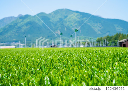 【新茶の香り】伊勢茶の産地「水沢」の新茶畑 【新茶の香り】伊勢茶の産地「水沢」の新茶畑 122436961