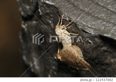 擬木で交尾中のウスバフユシャク 122437002