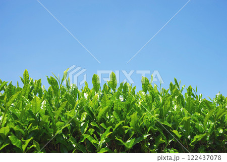 《刈り取り前の新茶の葉っぱ・すいざわ茶》三重県四日市市水沢町 122437078