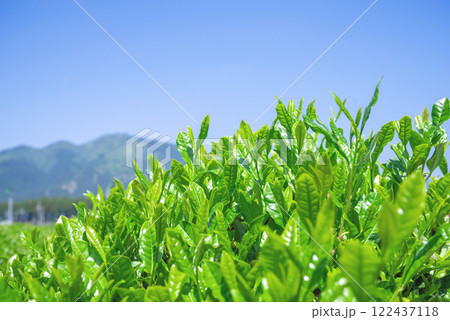 摘み取り前の新茶畑【伊勢茶・すいざわ茶】 122437118