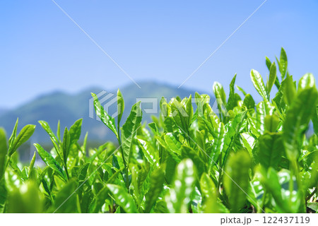 摘み取り前の新茶畑【伊勢茶・すいざわ茶】 摘み取り前の新茶畑【伊勢茶・すいざわ茶】 122437119