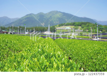 鈴鹿山麓に広がる新茶畑・摘み取り前のすいざわ茶 122437359