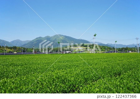 鈴鹿山麓に広がる新茶畑・摘み取り前のすいざわ茶 122437366