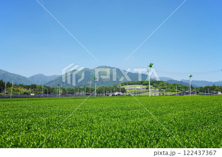 鈴鹿山麓に広がる新茶畑・摘み取り前のすいざわ茶 鈴鹿山麓に広がる新茶畑・摘み取り前のすいざわ茶 122437367
