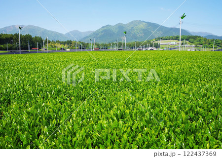 鈴鹿山麓に広がる新茶畑・摘み取り前のすいざわ茶 122437369