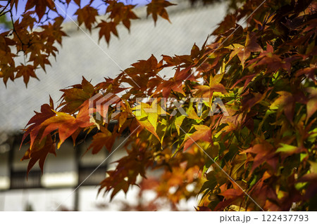 井山宝福寺　紅葉　岡山県総社市 122437793