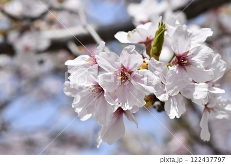 桜～サクラ 122437797