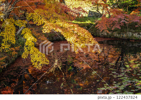 井山宝福寺 池を埋め尽くす紅葉 岡山県総社市 井山宝福寺 池を埋め尽くす紅葉 岡山県総社市 122437824