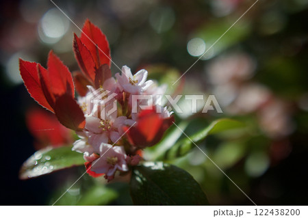姫車輪梅の蕾の開花、2024年5月4日。花言葉は「愛の告白」「純真」「そよ風の心地よさ」 122438200