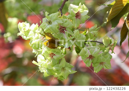 薄緑色の珍しい色をした桜の花ー四 薄緑色の珍しい色をした桜の花ー四 122438226