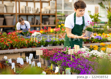 Young garden market salesman checking blooming Armeria maritima Young garden market salesman checking blooming Armeria maritima 122438552