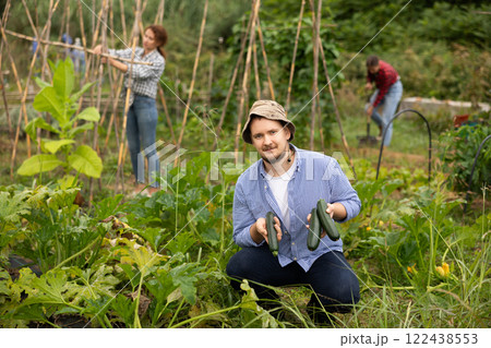 Middle-aged man is working in garden between beds, picking ripe zucchini Middle-aged man is working in garden between beds, picking ripe zucchini 122438553