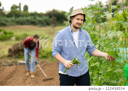 Male farmer harvests beans on plantation Male farmer harvests beans on plantation 122438554