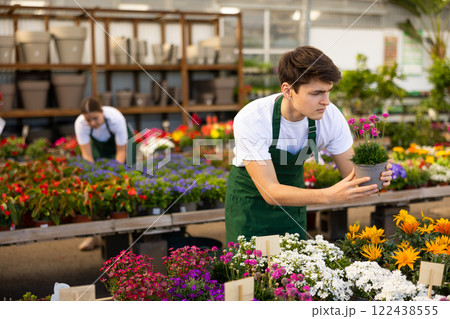 male worker changes arrangement of pots with armeria and improves appearance of window 122438555