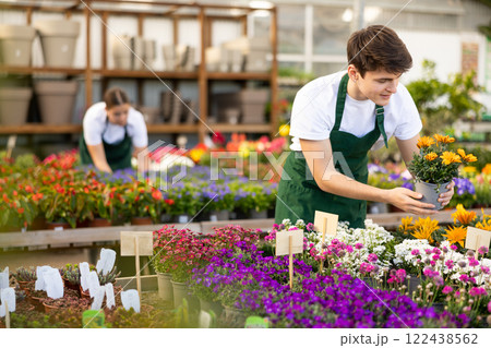 Young salesman inspecting potted gazania in garden shop Young salesman inspecting potted gazania in garden shop 122438562