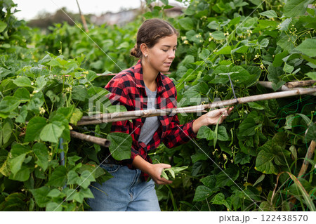 Woman is working in garden between beds, picking ripe beans Woman is working in garden between beds, picking ripe beans 122438570