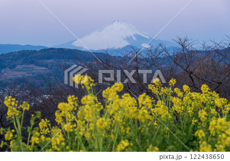 夜明けの二宮町吾妻山公園から菜の花畑と紅富士 122438650