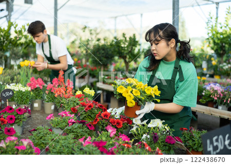 Professional female gardener arranging potted Petunia flowers for market and wearing greenhouse uniform 122438670