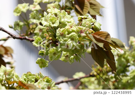 一般の桜より少し遅めの開花をする里桜の花 一般の桜より少し遅めの開花をする里桜の花 122438995
