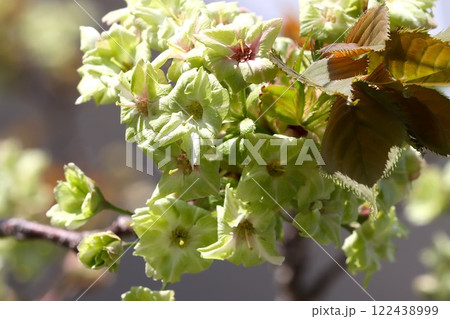 春の日差しが薄緑色の花びらを包み込む 122438999