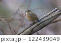 枝に止まるルリビタキ 枝に止まるルリビタキ 122439049