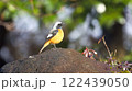 岩の上に立つジョウビタキ 岩の上に立つジョウビタキ 122439050