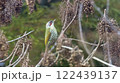 アオゲラ アオゲラ 122439137