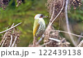 アオゲラ アオゲラ 122439138