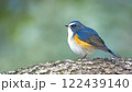 木に止まるルリビタキのオス 木に止まるルリビタキのオス 122439140