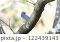 枝にとまるルリビタキ 枝にとまるルリビタキ 122439143