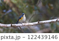 枝にとまるルリビタキ 枝にとまるルリビタキ 122439146