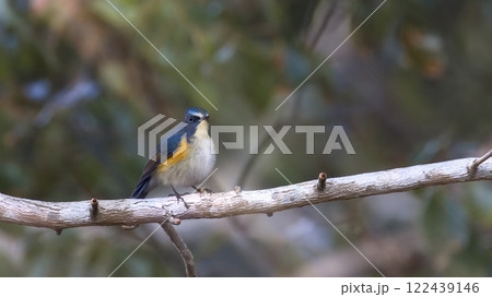 枝にとまるルリビタキ 122439146