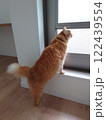 窓と猫 122439554