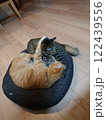 眠り猫 122439556
