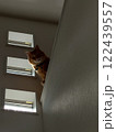 上から猫 122439557