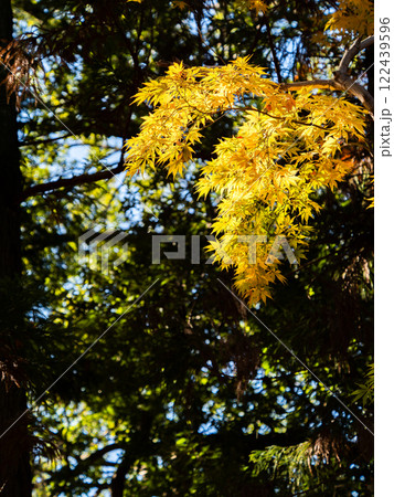 鮮やかに黄色に染まった珍しい黄葉のモミジ 鮮やかに黄色に染まった珍しい黄葉のモミジ 122439596