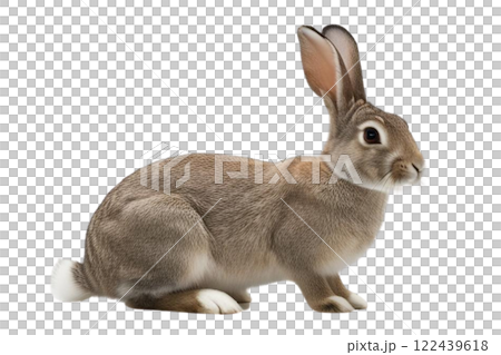 Rabbit on transparency background PNG 122439618